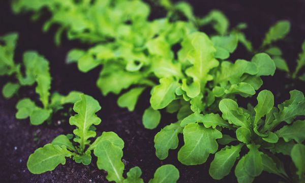微生物肥料推廣使用應注意哪些問(wèn)題
